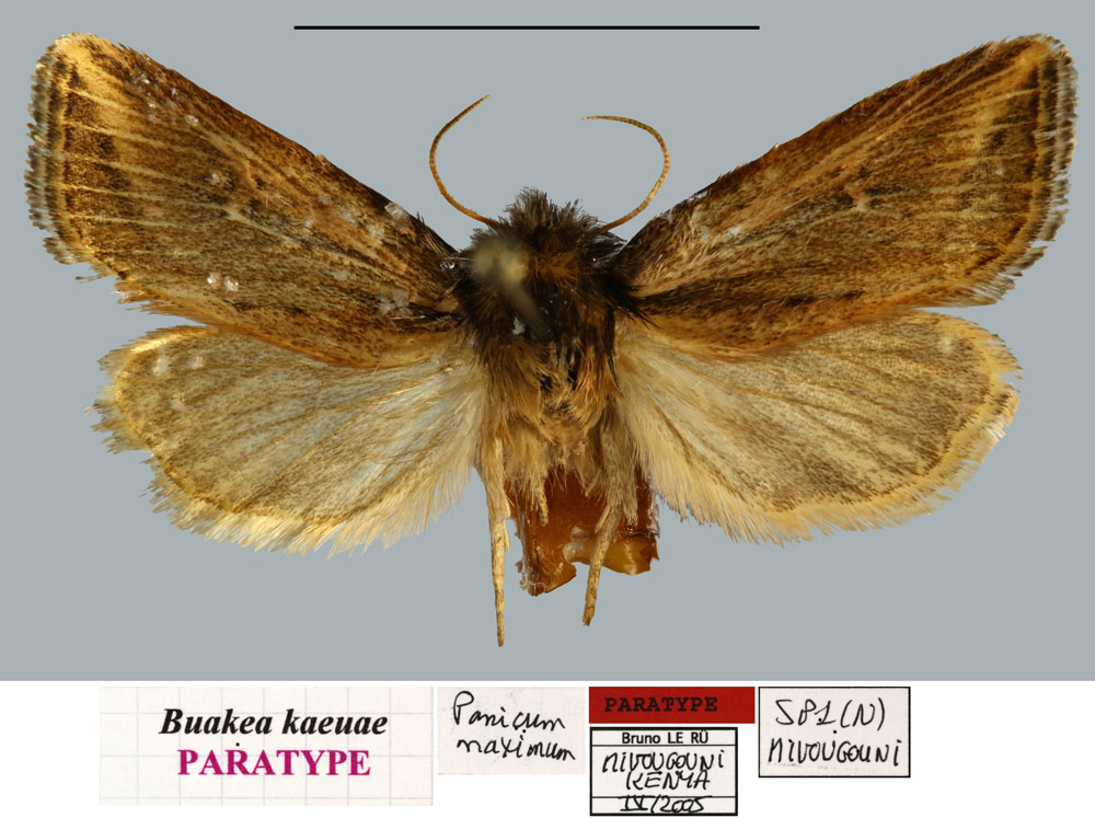 /filer/webapps/moths/media/images/K/kaeuae_Buakea_PTM_MNHNa.jpg