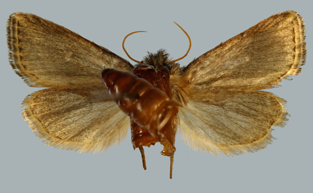 /filer/webapps/moths/media/images/K/kaeuae_Buakea_PTM_MNHNb.jpg
