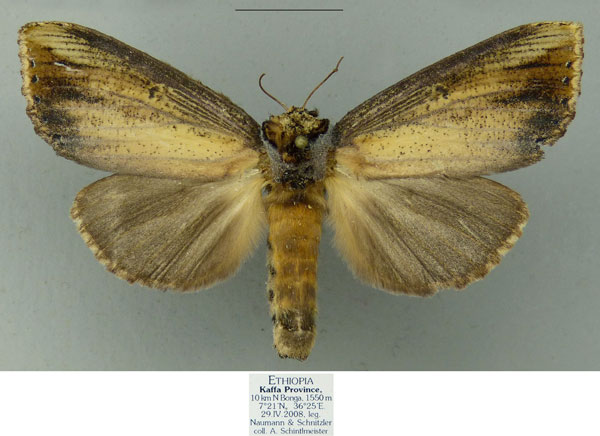 /filer/webapps/moths/media/images/K/kaffa_Antheua_PTF_Schintlmeister.jpg