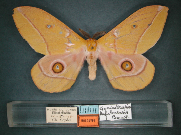 /filer/webapps/moths/media/images/K/kafubuensis_Nudaurelia_HT_RMCA_01.jpg