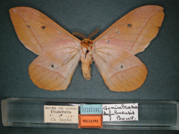 /filer/webapps/moths/media/images/K/kafubuensis_Nudaurelia_HT_RMCA_02.jpg