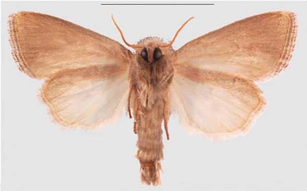 /filer/webapps/moths/media/images/K/kafulo_Sesamia_HT_MNHNb.jpg