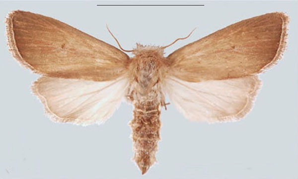 /filer/webapps/moths/media/images/K/kafulo_Sesamia_PTF_MNHNa.jpg