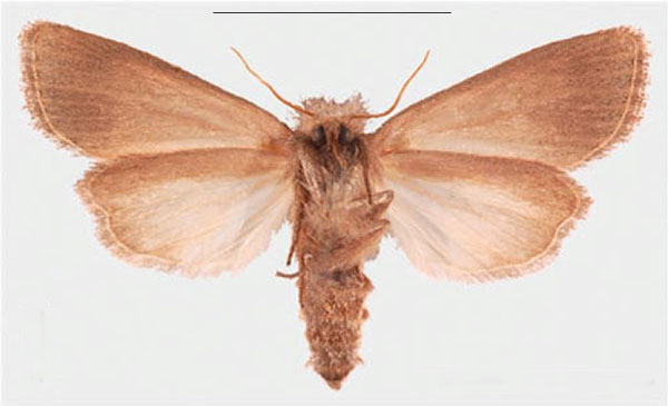 /filer/webapps/moths/media/images/K/kafulo_Sesamia_PTF_MNHNb.jpg