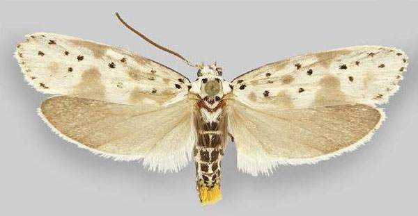 /filer/webapps/moths/media/images/K/kagamegensis_Ethmia_HT_ZMHB.jpg