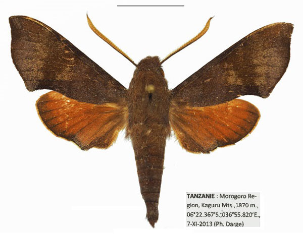 /filer/webapps/moths/media/images/K/kaguru_Temnora_AM_Basquina_pZgn3sV.jpg