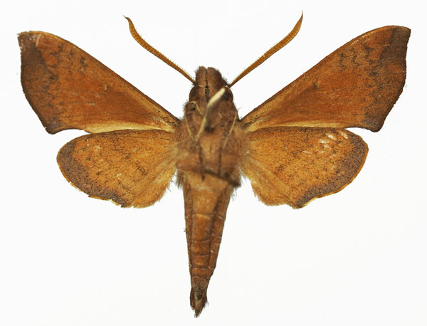 /filer/webapps/moths/media/images/K/kaguru_Temnora_AM_Basquinb.jpg