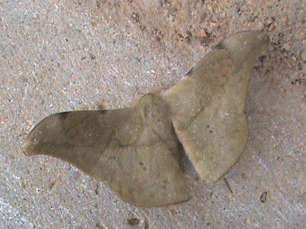 /filer/webapps/moths/media/images/K/kahli_Orthogonioptilum_A_Guyonnet.jpg