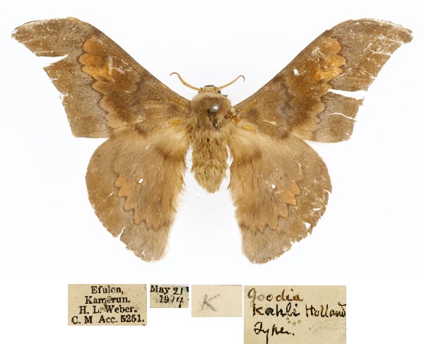 /filer/webapps/moths/media/images/K/kahli_Orthogonioptilum_HT_CMP_01.jpg