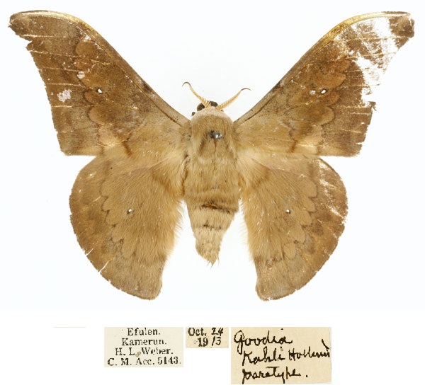 /filer/webapps/moths/media/images/K/kahli_Orthogonioptilum_PT_CMP_01.jpg