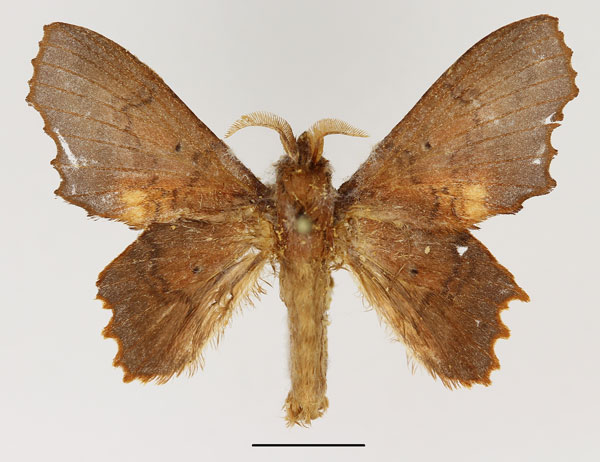 /filer/webapps/moths/media/images/K/kahli_Stenophatna_AM_Basquin_02.jpg