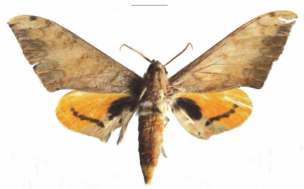 /filer/webapps/moths/media/images/K/kakamegae_Pseudoclanis_HT_EMEMa.jpg