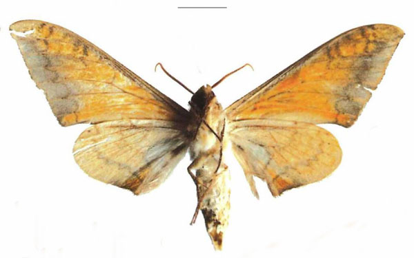 /filer/webapps/moths/media/images/K/kakamegae_Pseudoclanis_HT_EMEMb.jpg