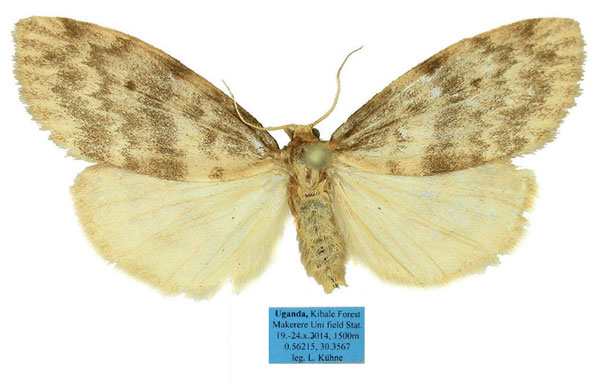 /filer/webapps/moths/media/images/K/kakamegae_Thumatha_AF_Kuehne.jpg