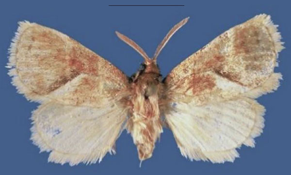 /filer/webapps/moths/media/images/K/kakamegaensis_Lukeniana_HT_ZSM.jpg