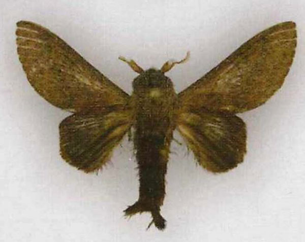 /filer/webapps/moths/media/images/K/kakamegata_Pallastica_HT_SMNS.jpg