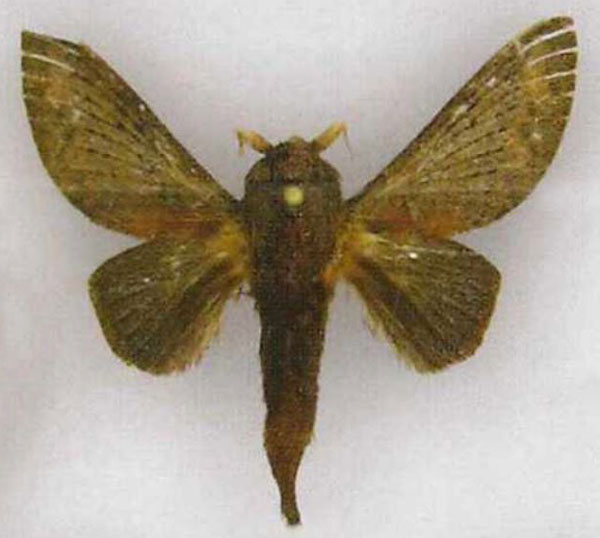 /filer/webapps/moths/media/images/K/kakamegata_Pallastica_PTM_SMNS.jpg