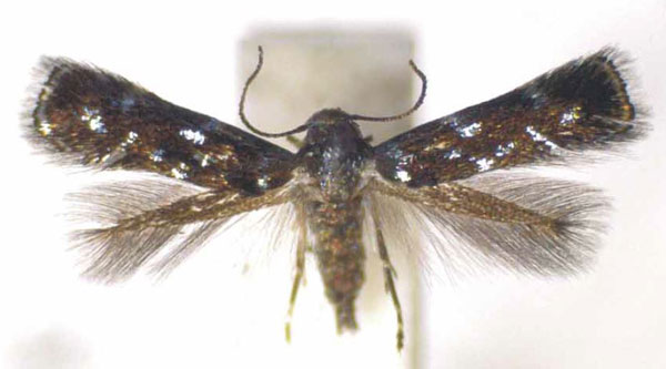 /filer/webapps/moths/media/images/K/kakamegensis_Elachista_PTF_RMCA.jpg