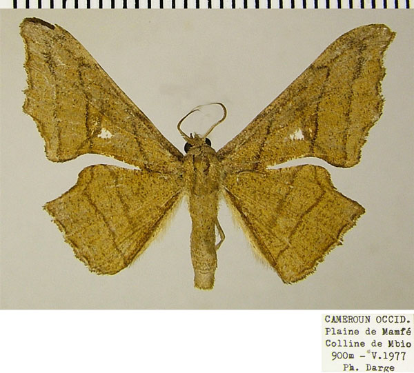 /filer/webapps/moths/media/images/K/kala_Xenimpia_AF_ZSM.jpg