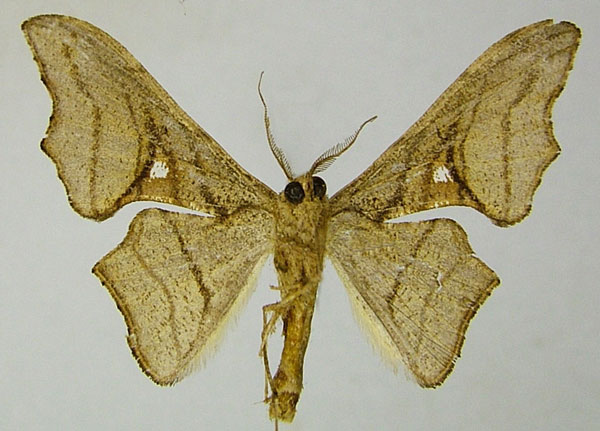 /filer/webapps/moths/media/images/K/kala_Xenimpia_HT_ZSMb.jpg