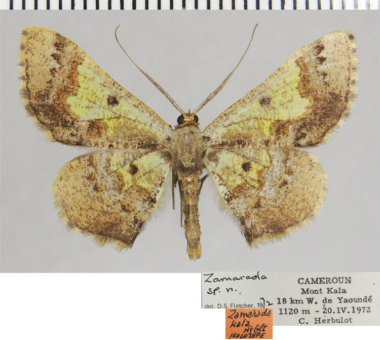 /filer/webapps/moths/media/images/K/kala_Zamarada_HT_ZSMa.jpg