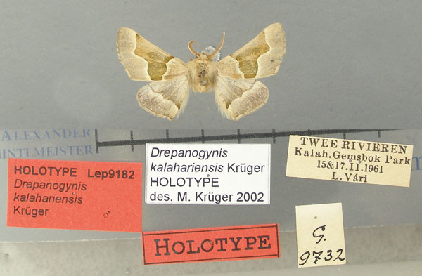 /filer/webapps/moths/media/images/K/kalahariensis_Drepanogynis_HT_TMSA.jpg