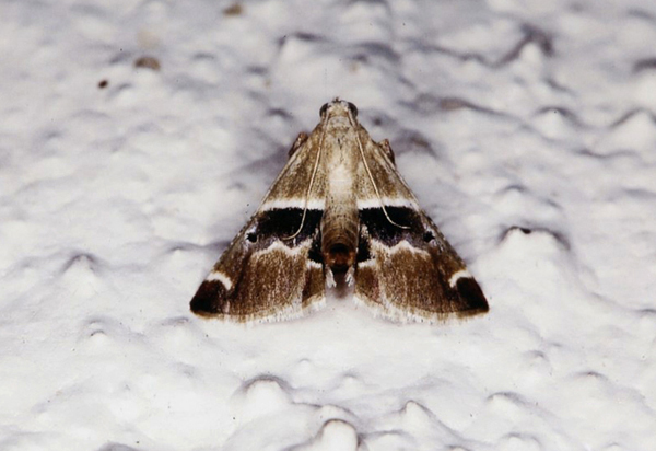 /filer/webapps/moths/media/images/K/kalahariensis_Umkulunkula_A_Roland_02.jpg