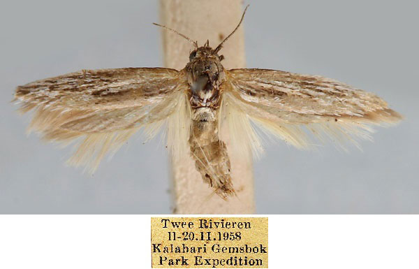 /filer/webapps/moths/media/images/K/kalaharii_Scythris_HT_TMSA_icY8Db1.jpg