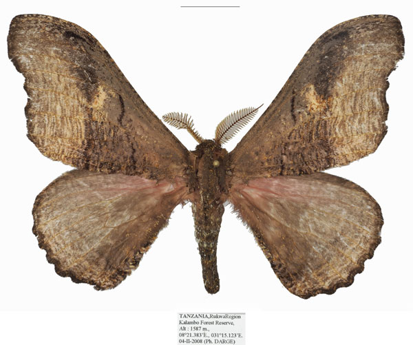 /filer/webapps/moths/media/images/K/kalamboensis_Micragone_AM_Basquin.jpg