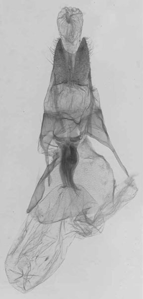 /filer/webapps/moths/media/images/K/kalinzu_Sciomesa_GFHT_NHMUK.jpg