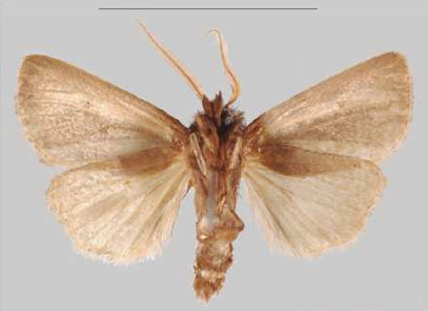 /filer/webapps/moths/media/images/K/kalinzu_Sciomesa_HT_NHMUKb.jpg