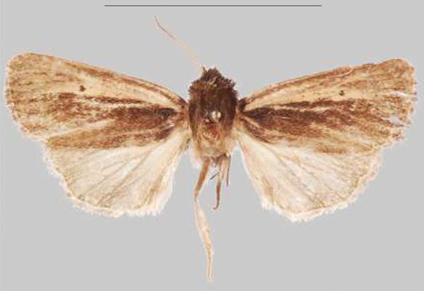 /filer/webapps/moths/media/images/K/kalinzu_Sciomesa_PTM_NHMUKa.jpg