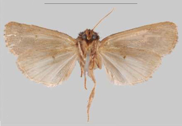 /filer/webapps/moths/media/images/K/kalinzu_Sciomesa_PTM_NHMUKb.jpg