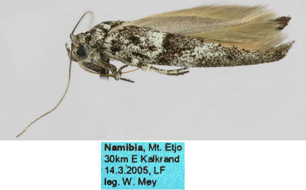 /filer/webapps/moths/media/images/K/kalkrandensis_Scythris_HT_ZMHB_m2rlCaH.jpg
