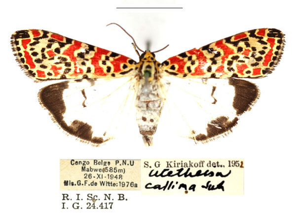 /filer/webapps/moths/media/images/K/kallima_Utetheisa_AF_RBINS_01.jpg