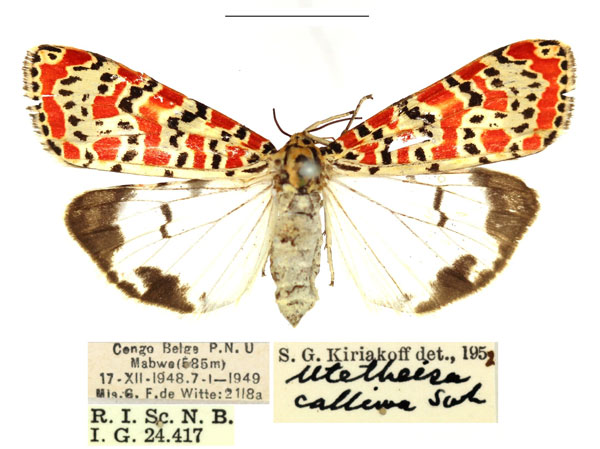 /filer/webapps/moths/media/images/K/kallima_Utetheisa_AF_RBINS_02.jpg