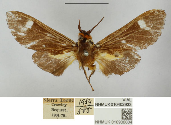 /filer/webapps/moths/media/images/K/kambama_Casphalia_PTM_NHMUK.jpg