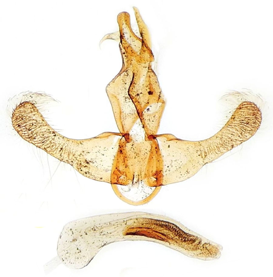 /filer/webapps/moths/media/images/K/kambanella_Lecithocera_GMHT_MNHN_3810.jpg
