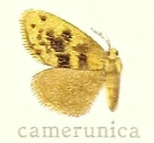 /filer/webapps/moths/media/images/K/kamerunica_Euproctis_HT_Hering_27f.jpg