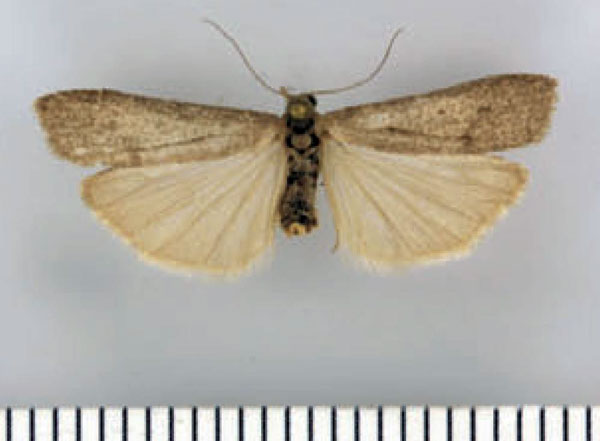 /filer/webapps/moths/media/images/K/kamiense_Entephrilema_AF_ZMHB.jpg
