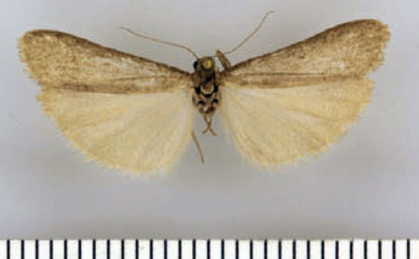 /filer/webapps/moths/media/images/K/kamiense_Entephrilema_HT_ZMHB.jpg