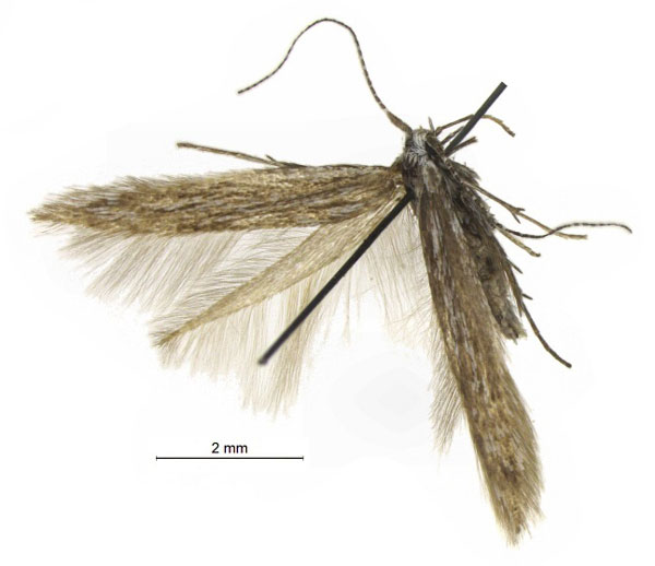 /filer/webapps/moths/media/images/K/kamiesella_Coleophora_HT_ZMHB.jpg