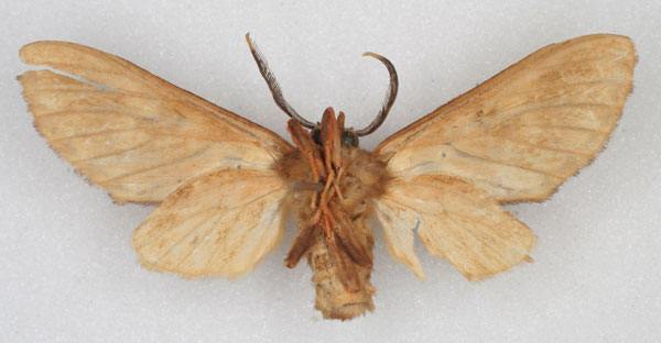 /filer/webapps/moths/media/images/K/kamitugensis_Hippurarctia_HT_RBINS_02.jpg