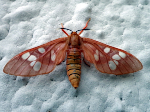 /filer/webapps/moths/media/images/K/kamitugensis_Pseudothyretes_A_Ajibade.JPG