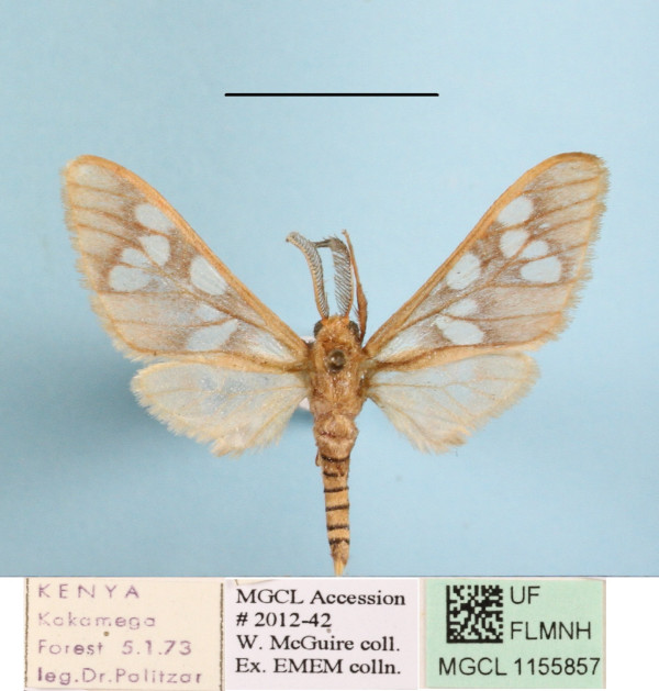 /filer/webapps/moths/media/images/K/kamitugensis_Pseudothyretes_A_MGCLa_01.JPG