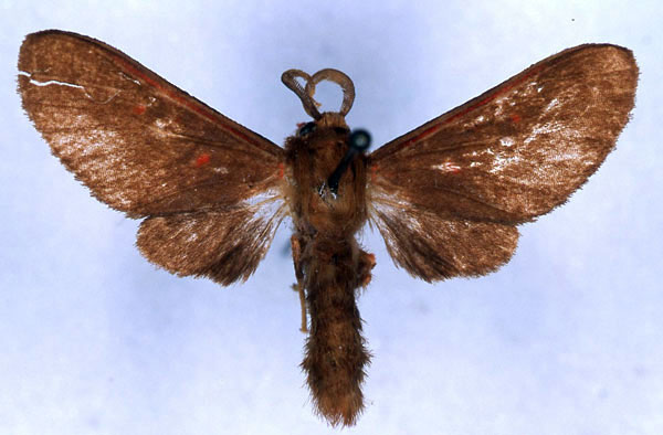 /filer/webapps/moths/media/images/K/kamitugensis_Rhabdomarctia_HT_RBINS_01.jpg