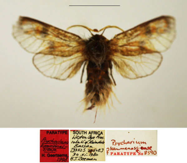 /filer/webapps/moths/media/images/K/kammanassiense_Psycharium_PTF_TMSA.jpg