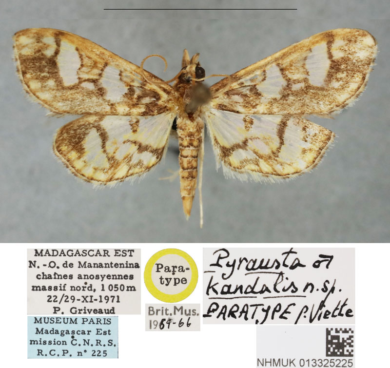 /filer/webapps/moths/media/images/K/kandidalis_Pyrausta_PTM_BMNH.jpg