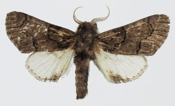 /filer/webapps/moths/media/images/K/kanoensis_Thiacidas_AM_Aulombard.jpg