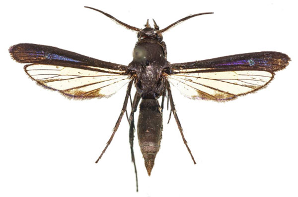 /filer/webapps/moths/media/images/K/kapanga_Similisynagris_HT_COGMa.jpg
